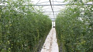 Protected tomato production - credit: Flickr/ Local Food Initiative (CC by 2.0)